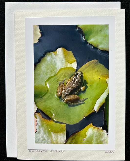 Frog on a Lily Pad Sunbathing!