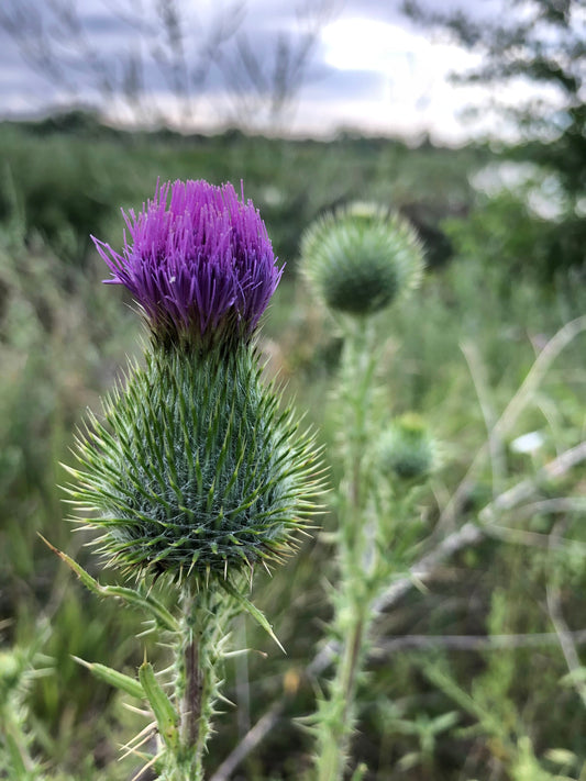 Daylight Thistle