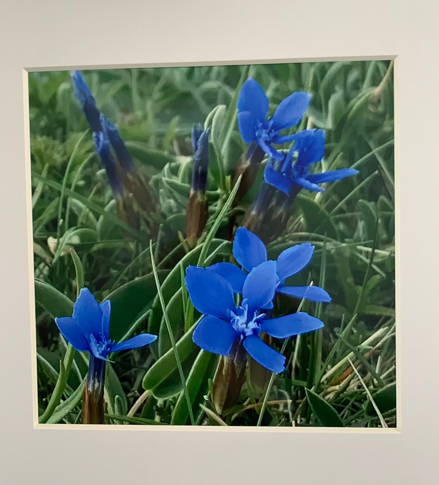 Spring Gentian in the Burren