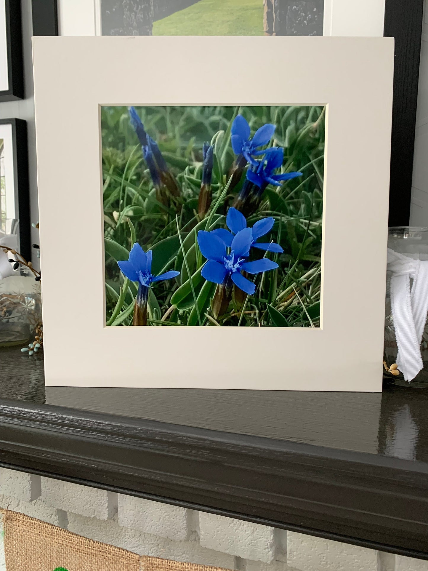 Spring Gentian in the Burren