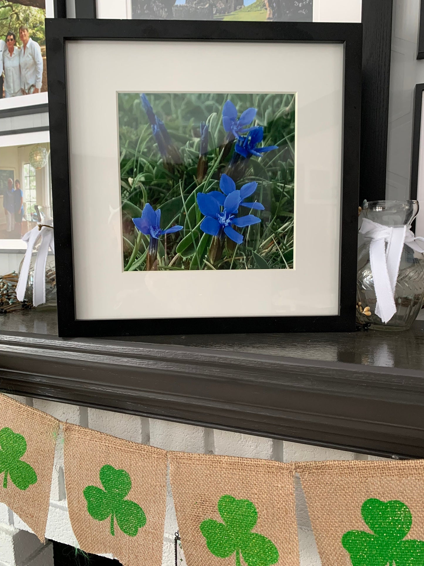 Spring Gentian in the Burren