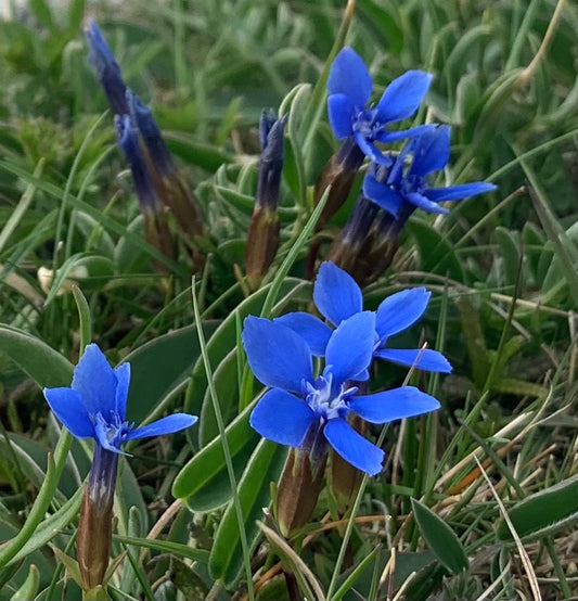 Spring Gentian in the Burren