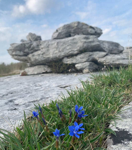 Spring in the Burren