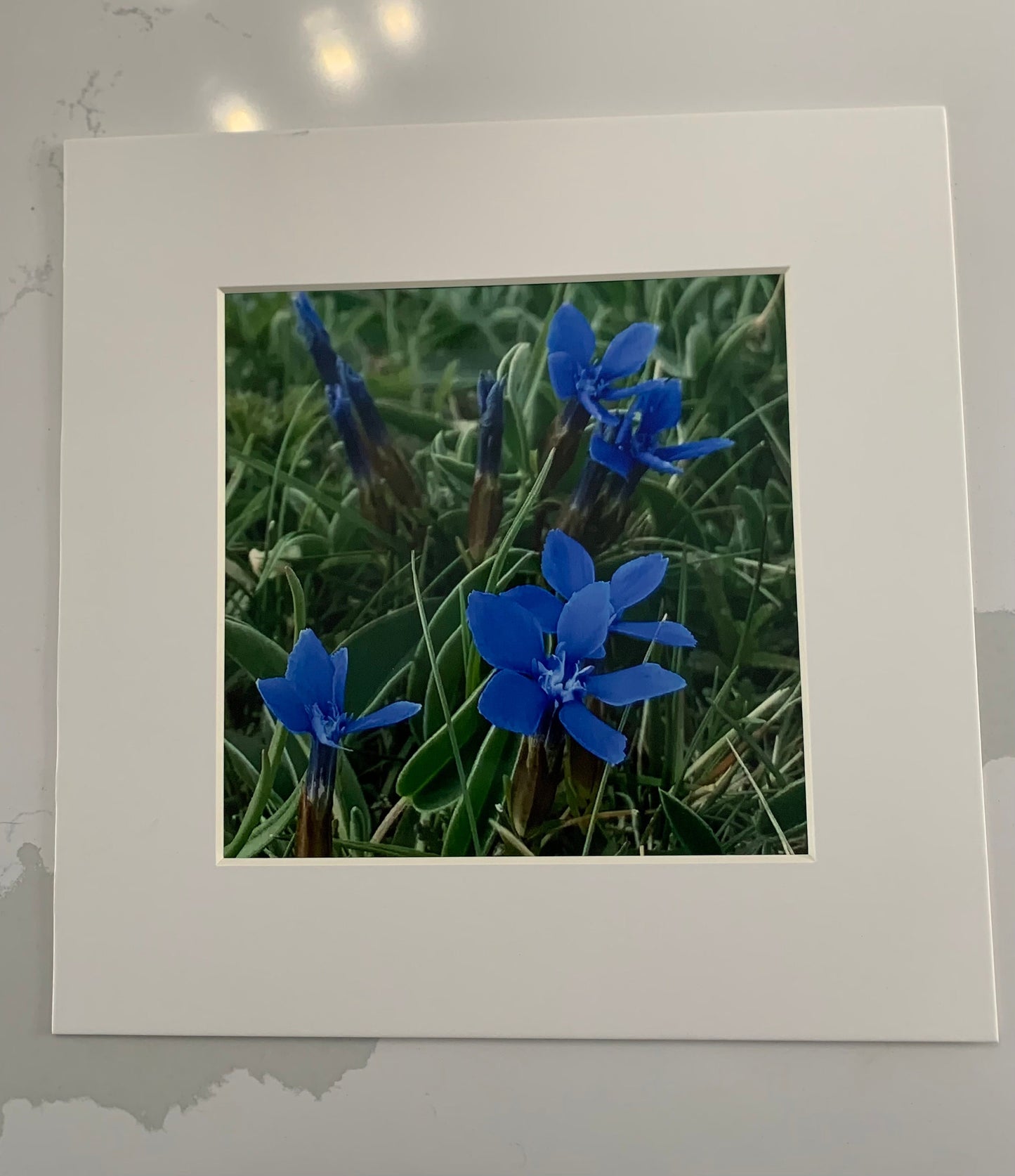 Spring Gentian in the Burren