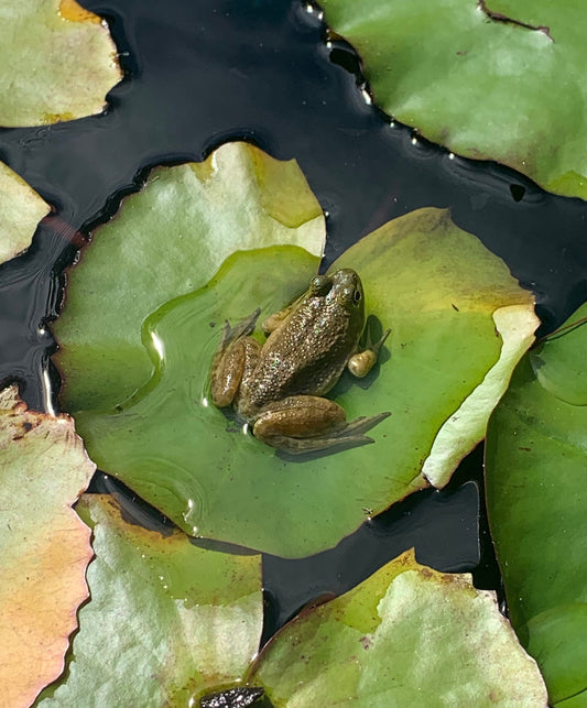 Frog on a Lily Pad Sunbathing