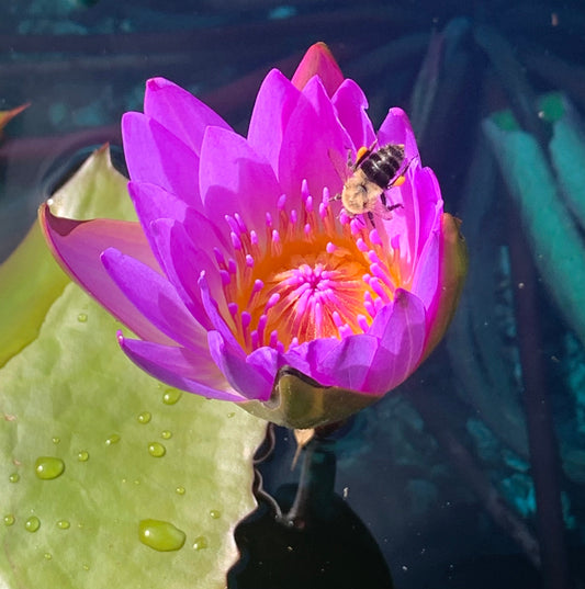 Water Lily and the Bee